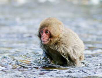 Des singes en hiver : les macaques japonais