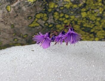 En attendant la neige