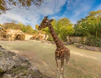 Zoo : le défi de demain