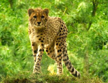 Des zoos nouvelle génération