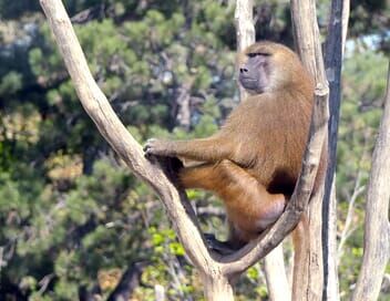 100 jours avec les animaux du Zoo Sigean