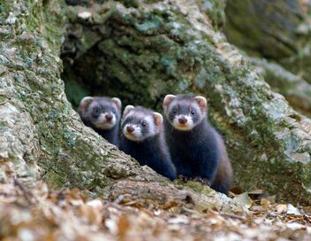 Putois d'Europe, un chasseur infatigable