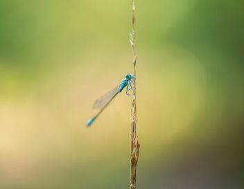 Libellules, salamandres et vipères : Une cohabitation au fil de l'eau