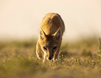 La grande famille des chiens