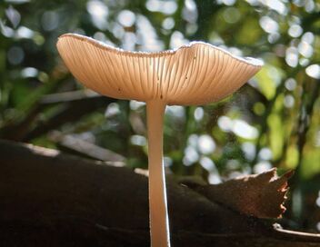 Le monde extraordinaire des champignons