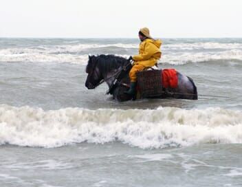 Belgique : Les pêcheurs de crevettes à cheval