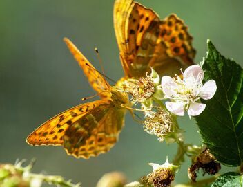 Les animaux s'envoient en l'air