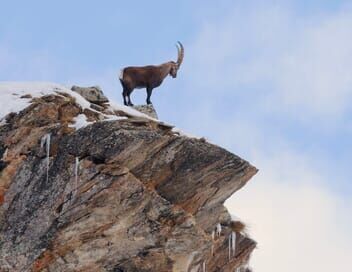 Bouquetin, la vigie des montagnes