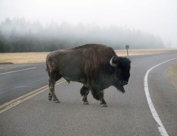 Bonnes nouvelles de la planète