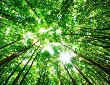 Voyage dans les forêts allemandes