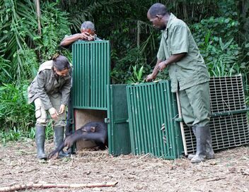Jane Goodall et les chimpanzés de Tchimpounga
