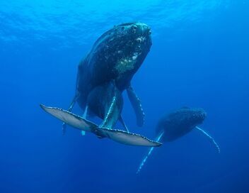 La sagesse des baleines