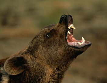 Les orphelins grizzlis & moi