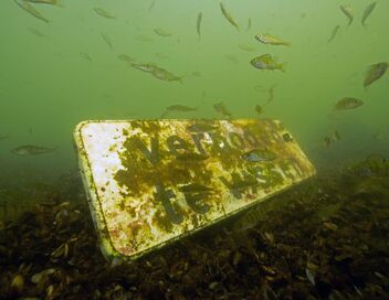 L'anguille, une vie semée d'embûches