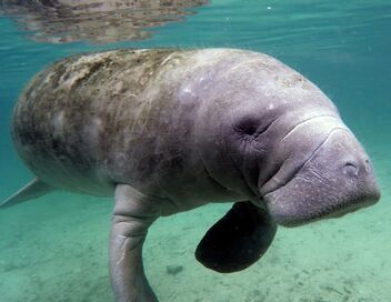 Une année sauvage autour de la Terre