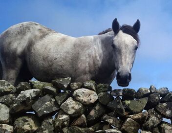 Le poney Connemara, une légende irlandaise