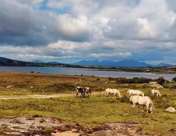 Le poney Connemara, une légende irlandaise