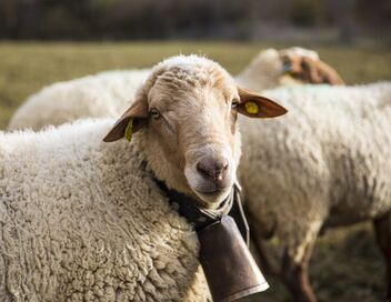 L'amour est dans le pré