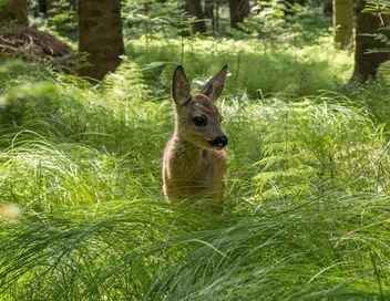 Voyage au coeur de nos forêts