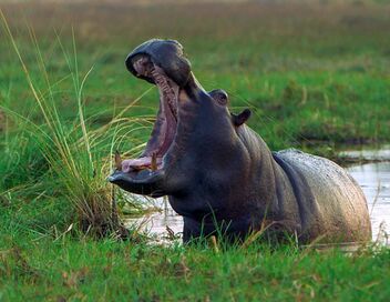 Invitation au voyage