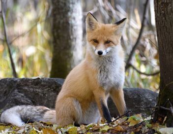 Invitation au voyage