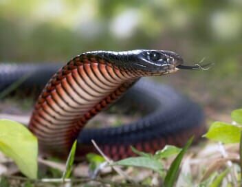 La mort au bout des crocs : Serpents venimeux d'Australie