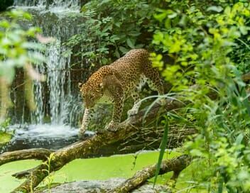 Zoo : le défi de demain