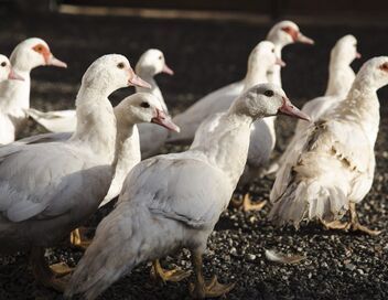 L'amour est dans le pré