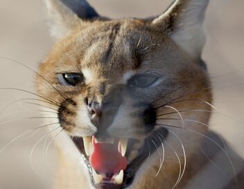 Caracal : La société du chat solitaire