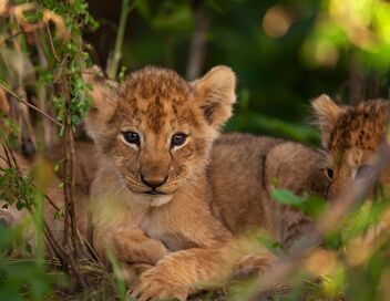 Une saison au zoo