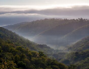 Les superpouvoirs des plantes