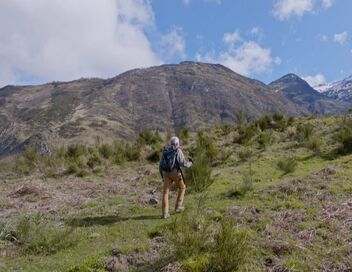 Mort de l'ourse Cannelle, la blessure pyrénéenne
