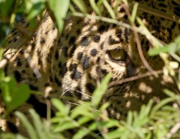 Au nom des jaguars