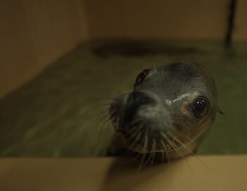 Nausicaá, dans les coulisses du plus grand aquarium d'Europe
