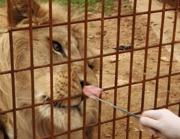 100 jours avec les animaux du zoo