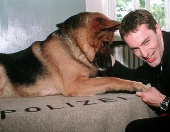 Rex, chien flic