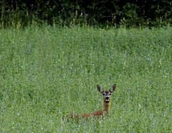Le sacre du printemps