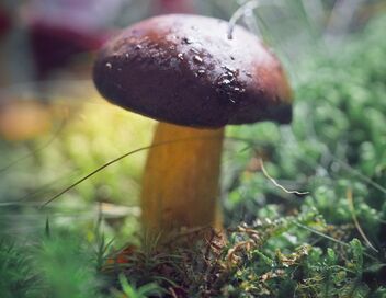 Le monde extraordinaire des champignons