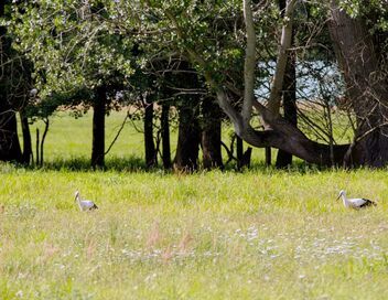 La forêt secrète de la Spree