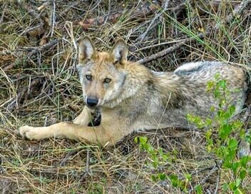 Le monde secret des animaux