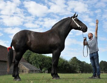 Percheron, le retour du cheval de trait