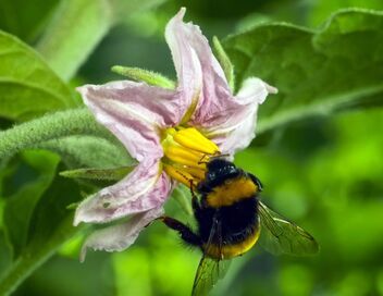 Bonnes nouvelles de la planète